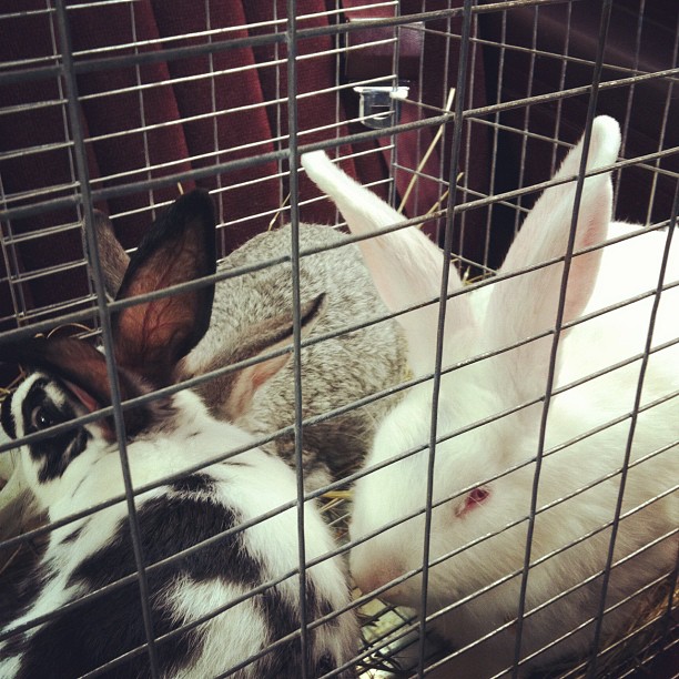 backseatrabbits.jpg
